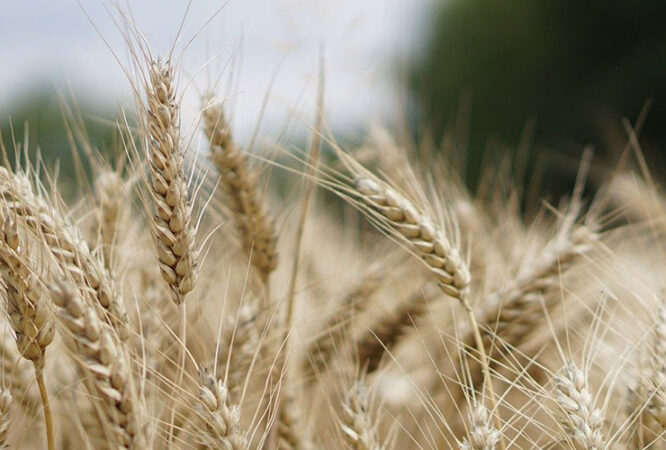 featured-agriculture-iv