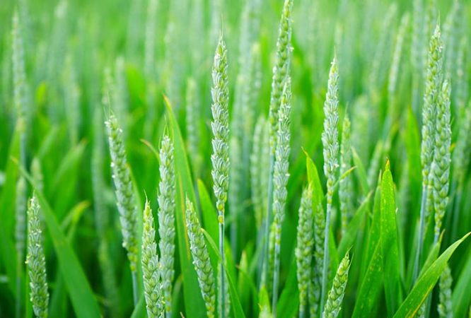 featured-agriculture-i