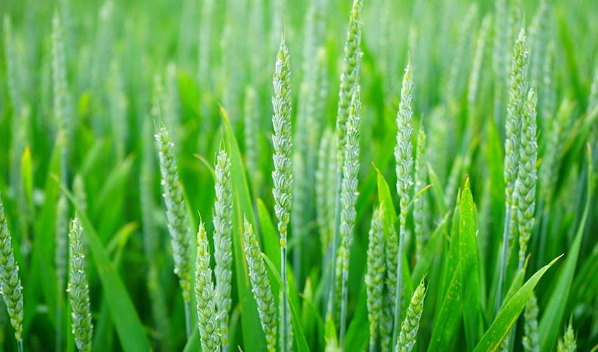 featured-agriculture-i