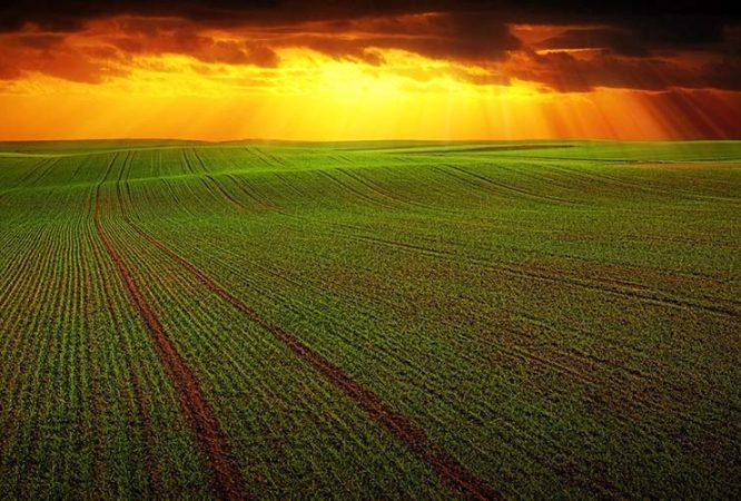 featured-agriculture-ii
