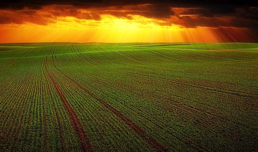 featured-agriculture-ii